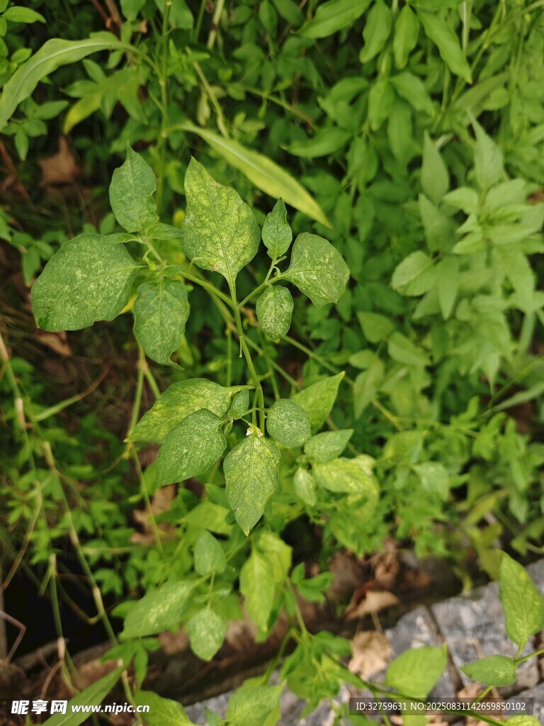 绿叶繁茂的植物景观