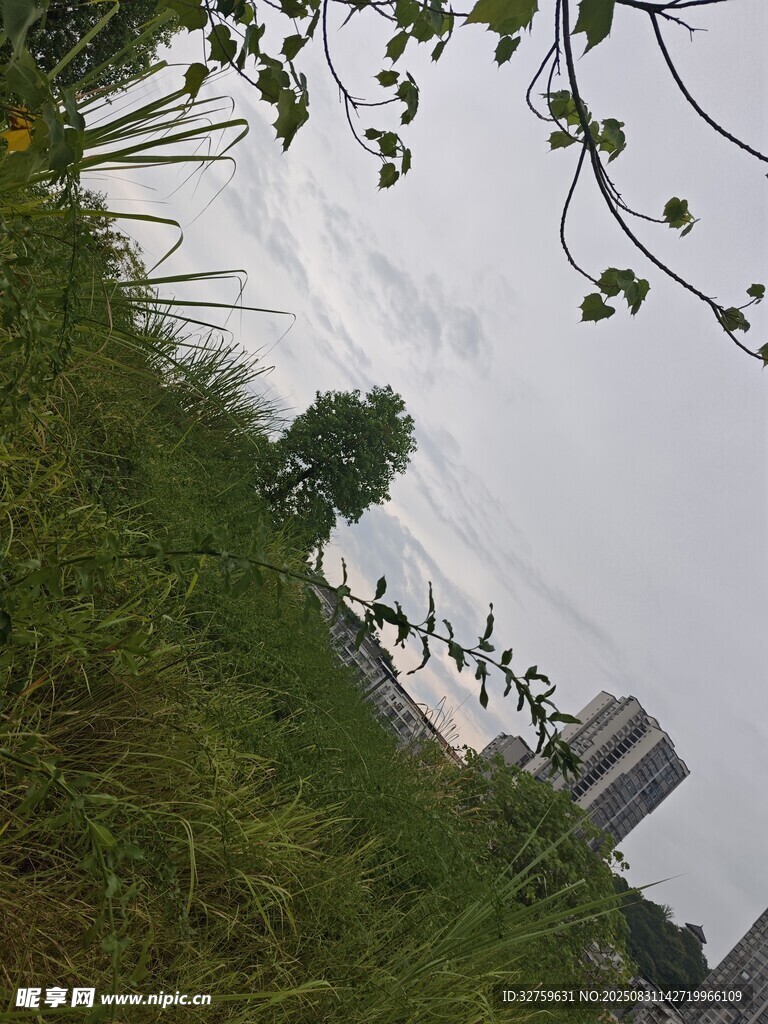 草地与远处高楼的景致
