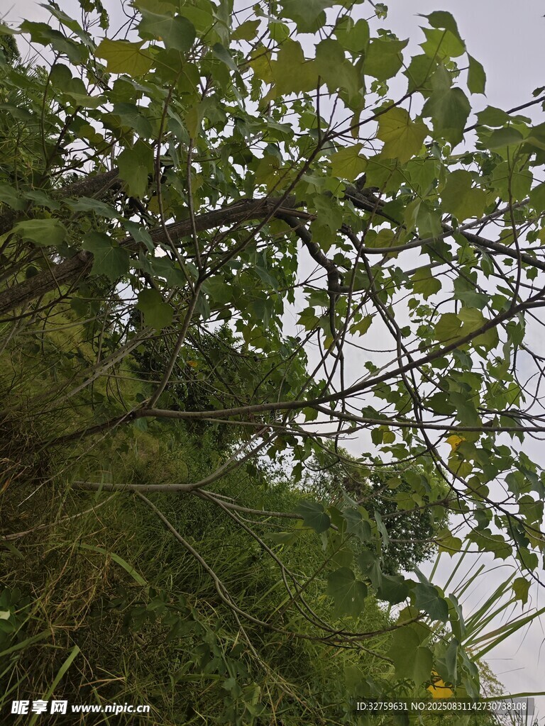 繁茂枝叶的绿色植物景观