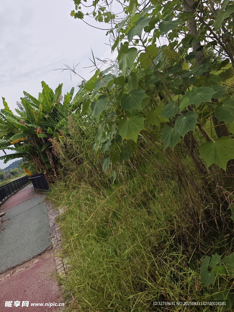 路边繁茂绿植景观