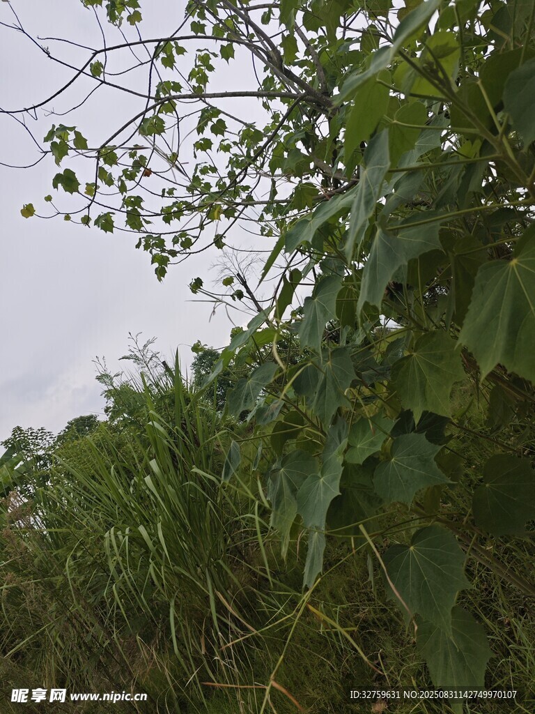 野外繁茂绿植景象