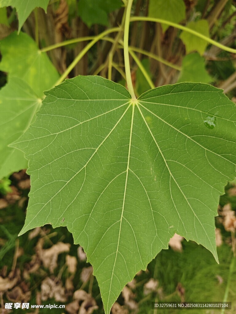 翠绿枫叶特写