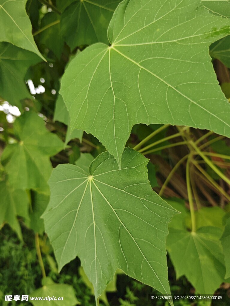 大叶片的绿色植物特写