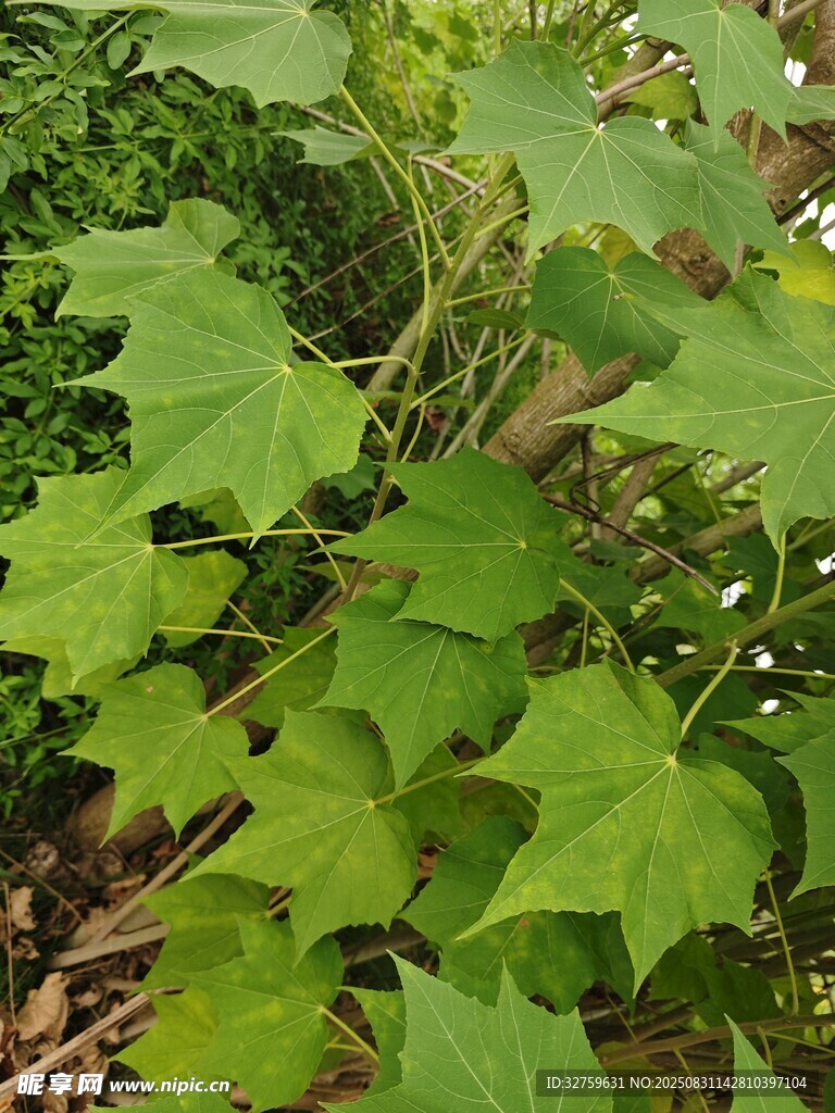 绿叶藤蔓植物生机盎然