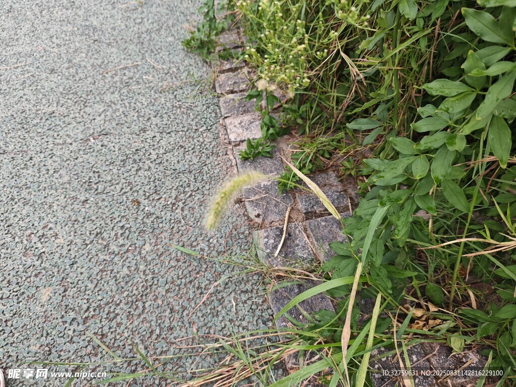 路边草丛中的多彩植物