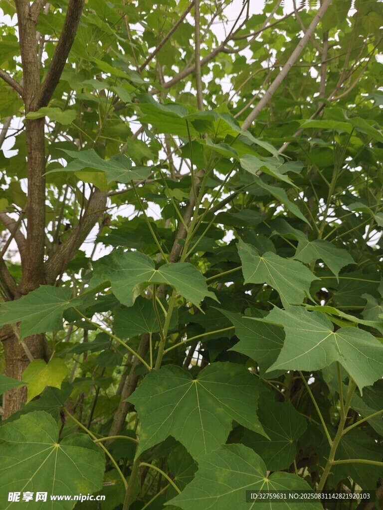 繁茂绿叶的树木景象