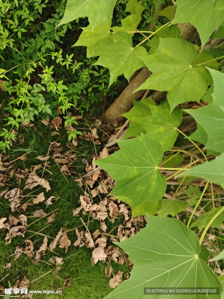 绿叶与枯叶交织的景致