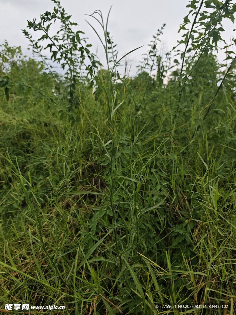 野外繁茂的绿色植物景观