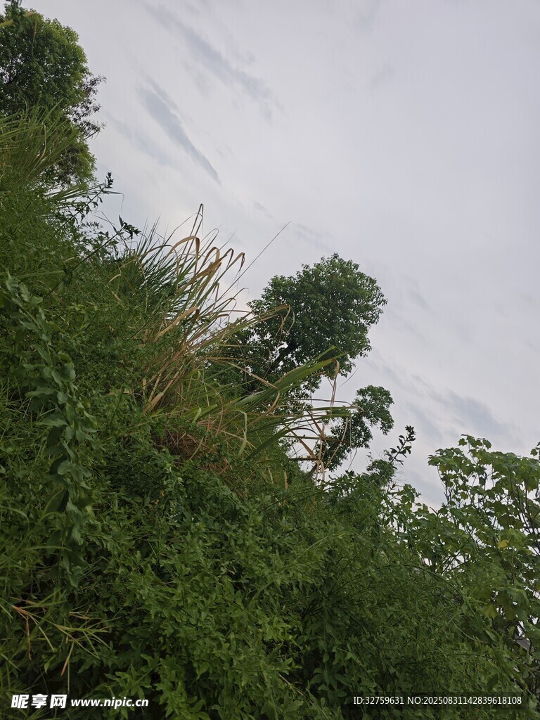 茂密绿植与天空景象