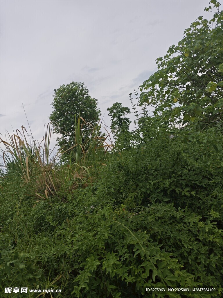 野外繁茂绿植景观