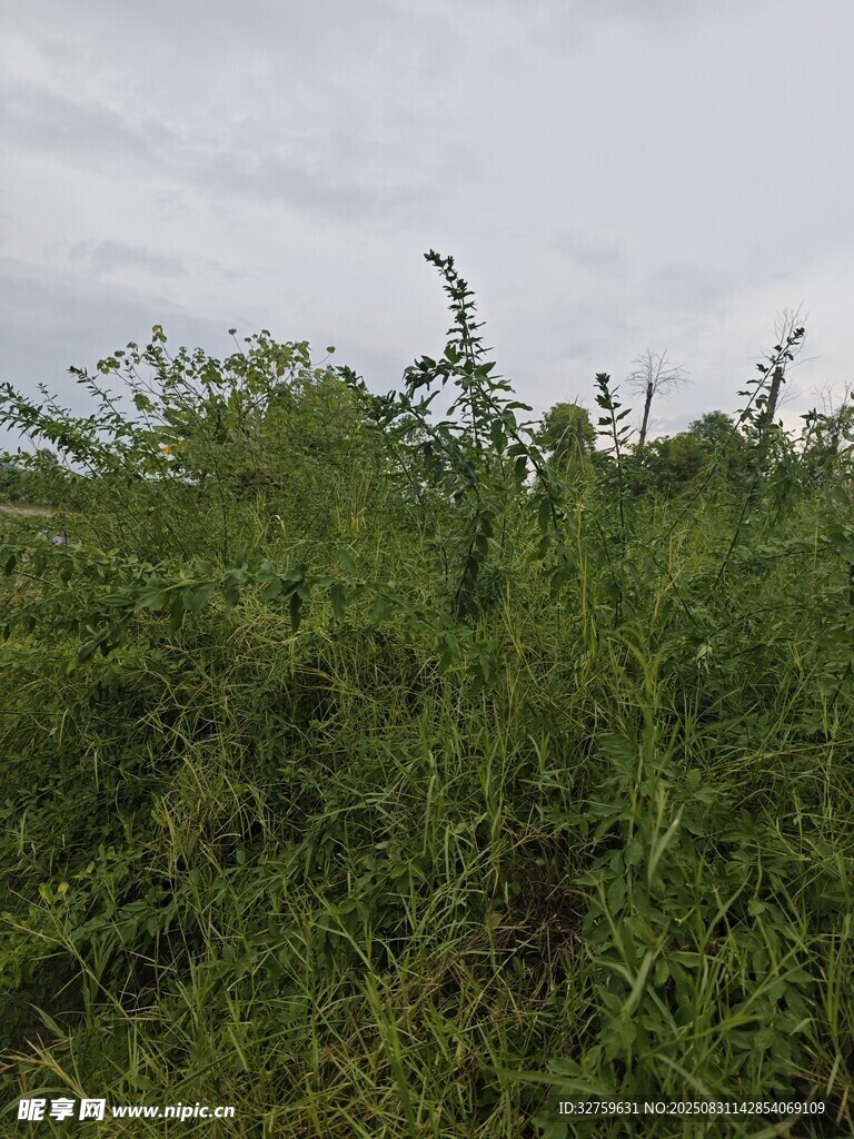 野外茂密绿植景观