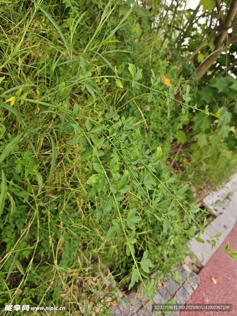 路边茂盛的绿色植物