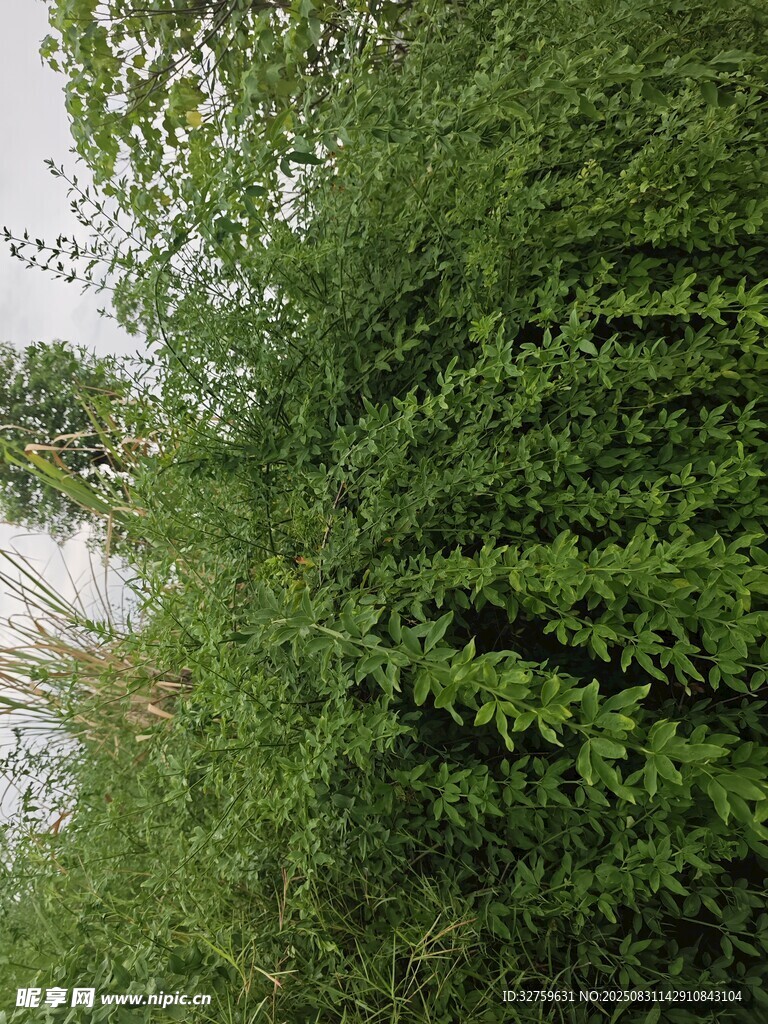 茂密绿植景观