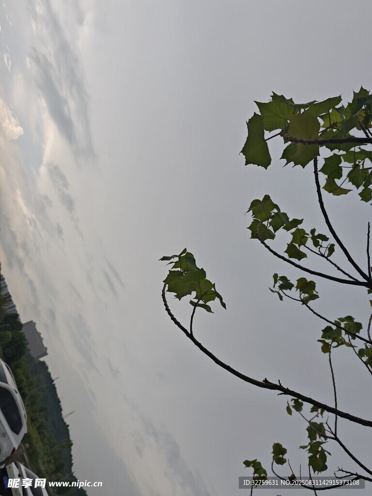 枝头映天景