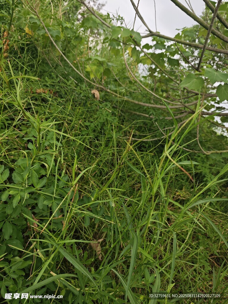 繁茂的绿色草丛景观