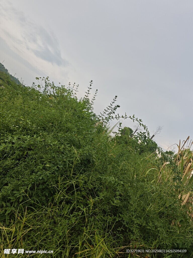 野外繁茂的绿色植被