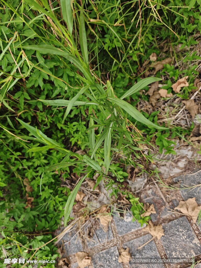 草丛中的灰色物体