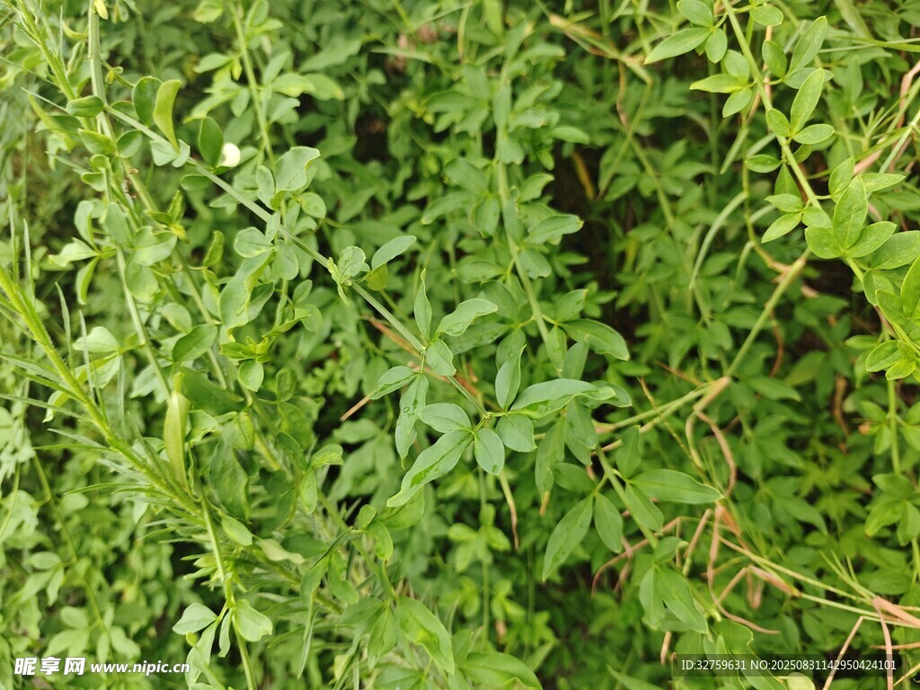 繁茂绿植