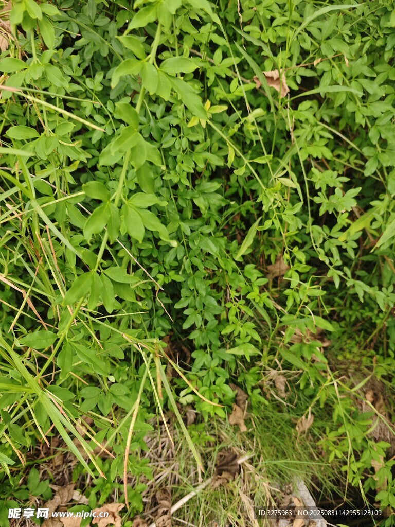 茂密丛生的绿色植物