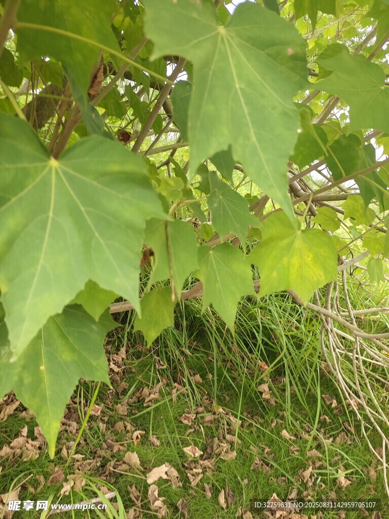翠绿葡萄叶特写