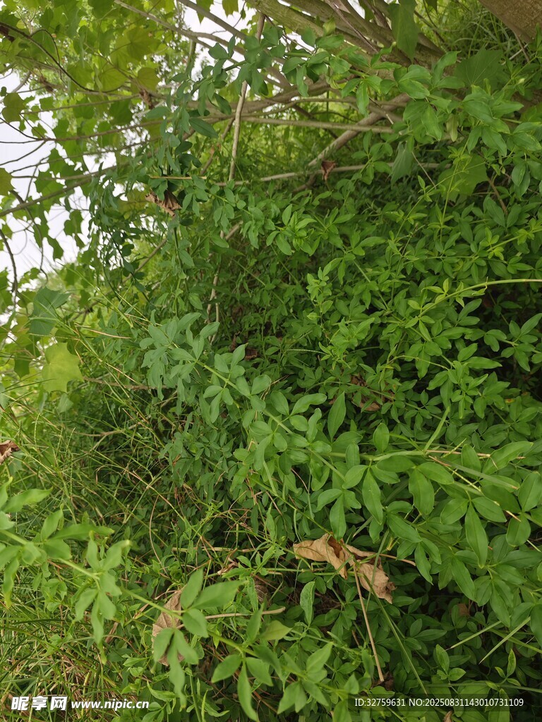 繁茂绿植景观