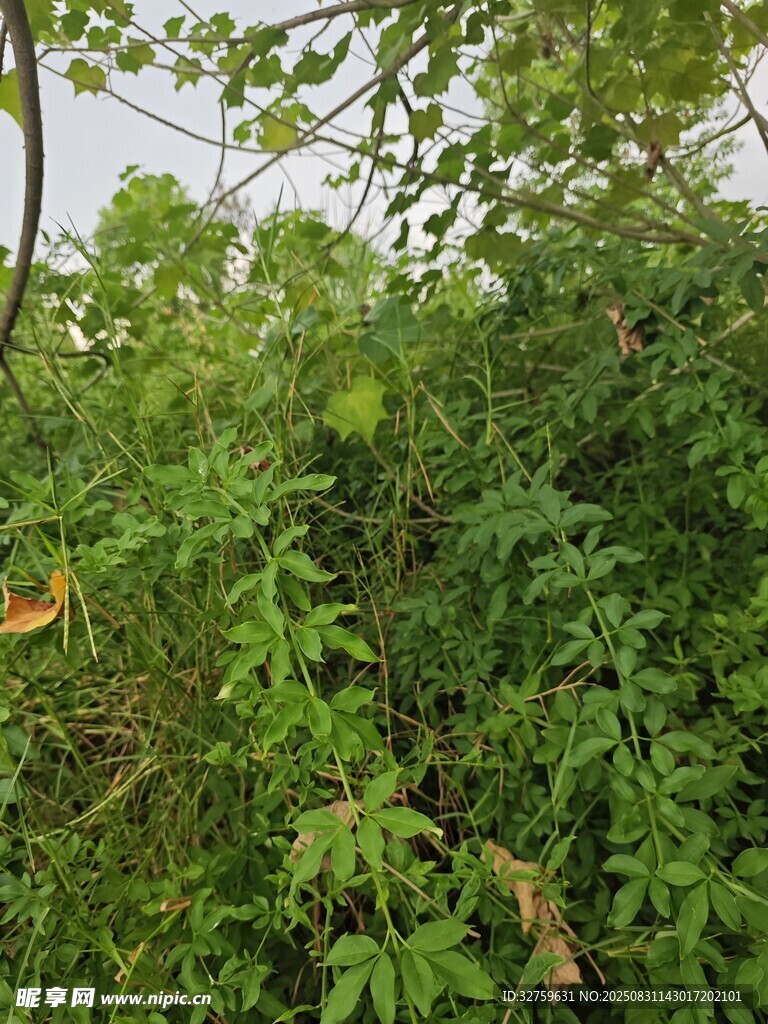 繁茂绿植景观
