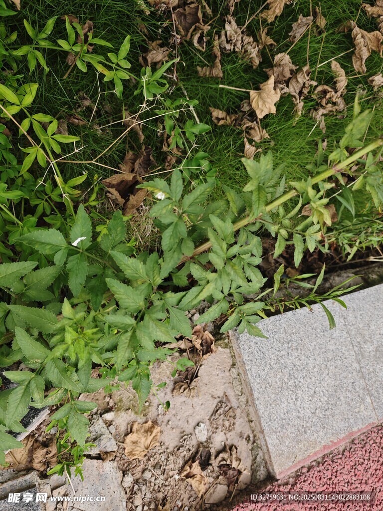 墙角绿植生机盎然