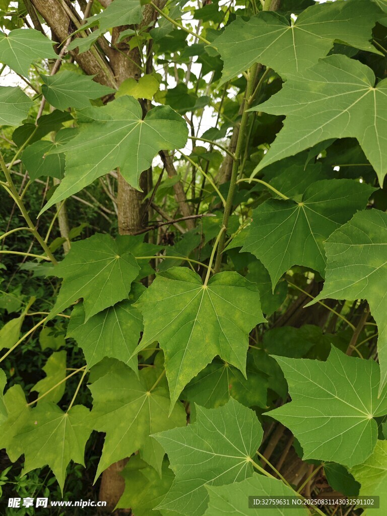 翠绿繁茂的植物枝叶