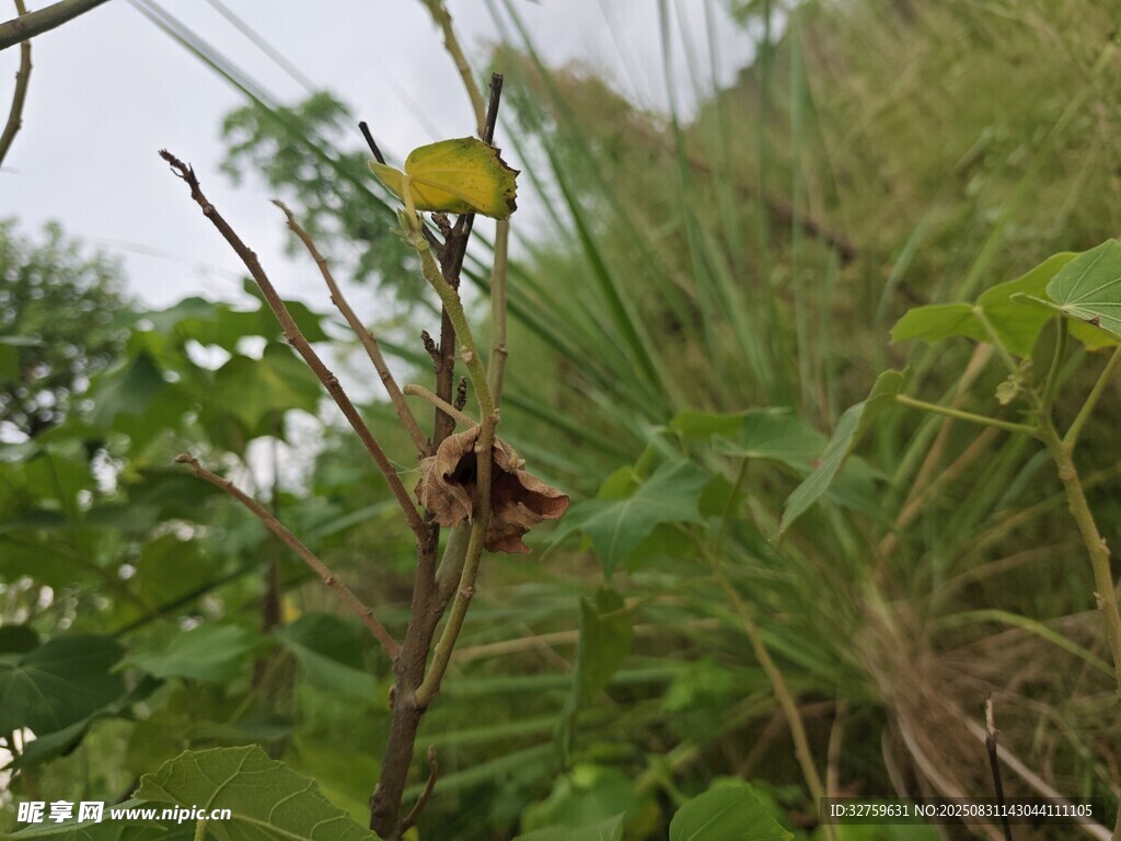 绿叶间的枯萎植物