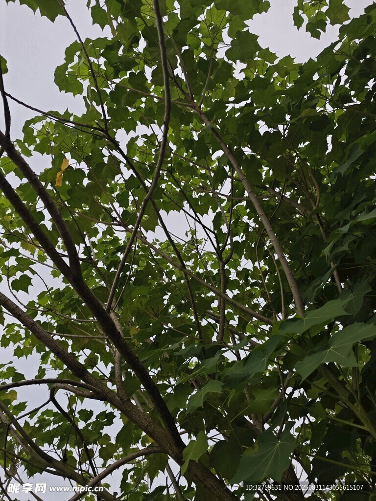 繁茂绿树的枝叶景观