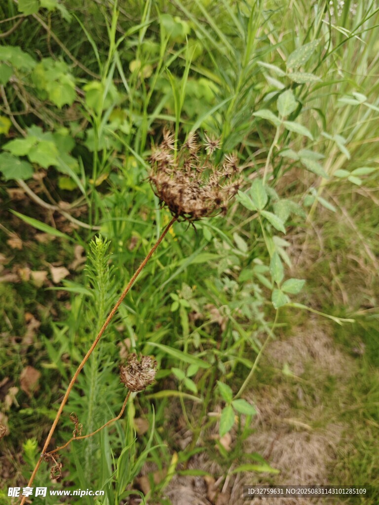 草丛中的褐色昆虫