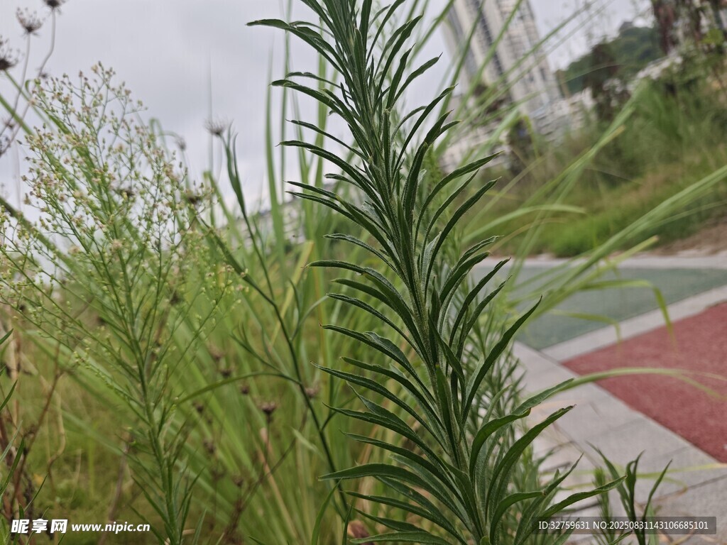 路边挺拔的绿色植物