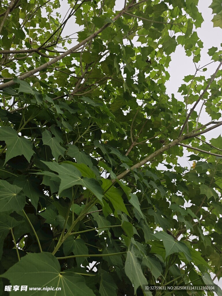 繁茂绿叶植物景观