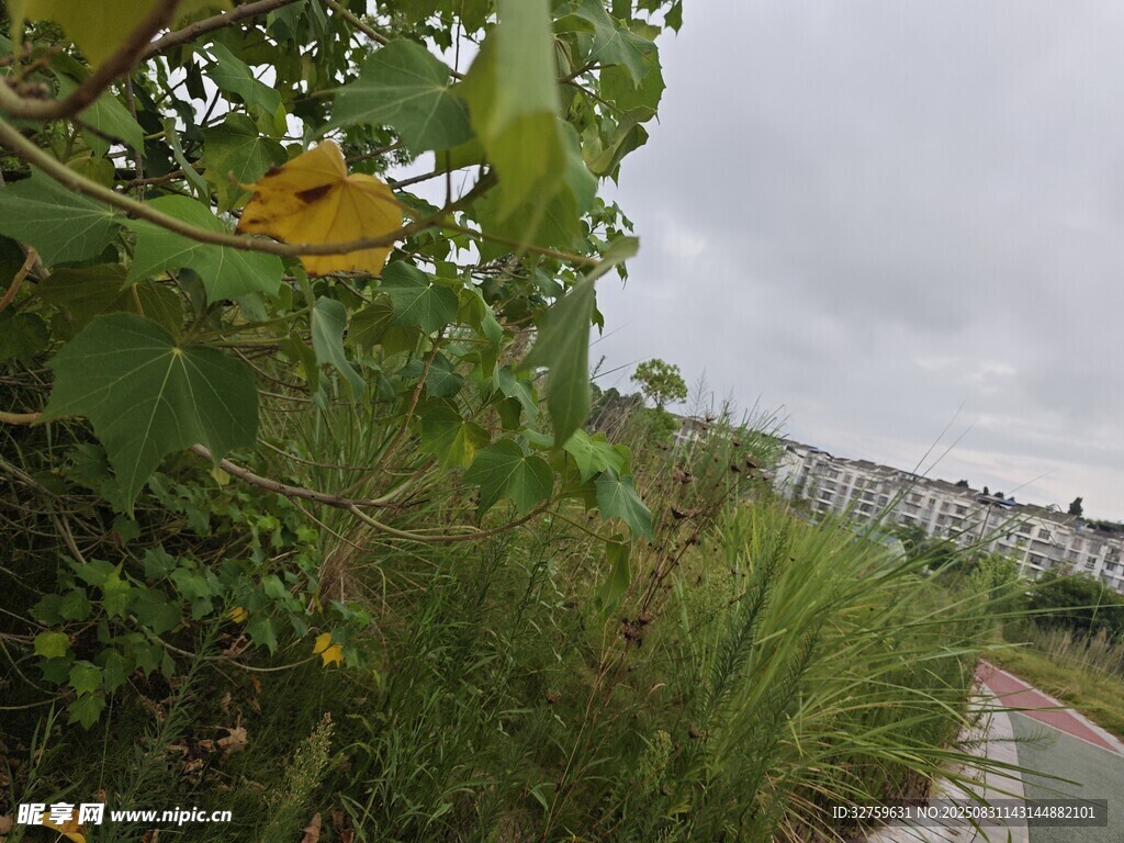 路边绿植与远处建筑景观