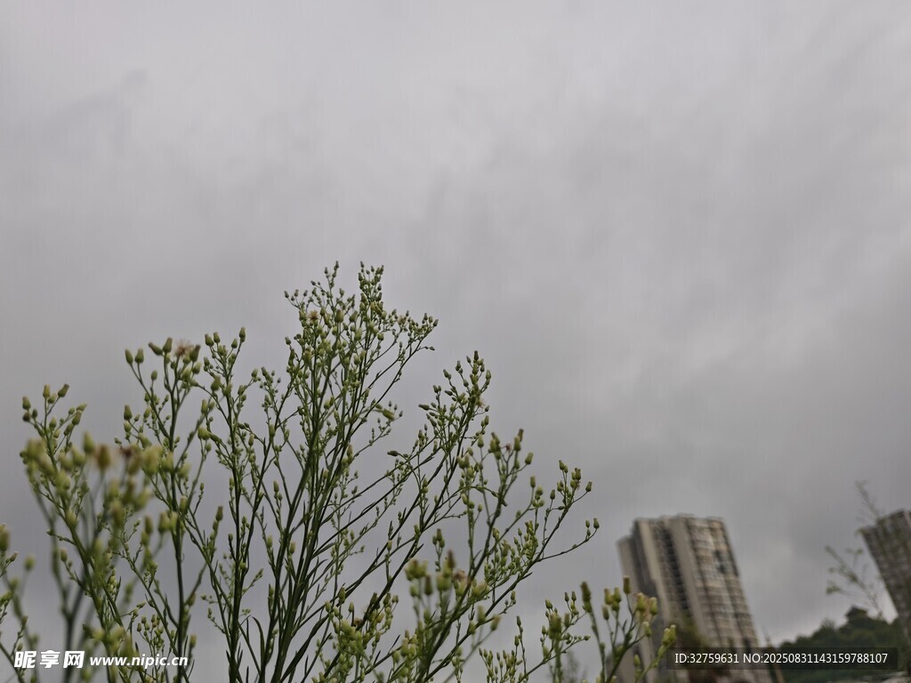 阴天中的新绿与城市建筑