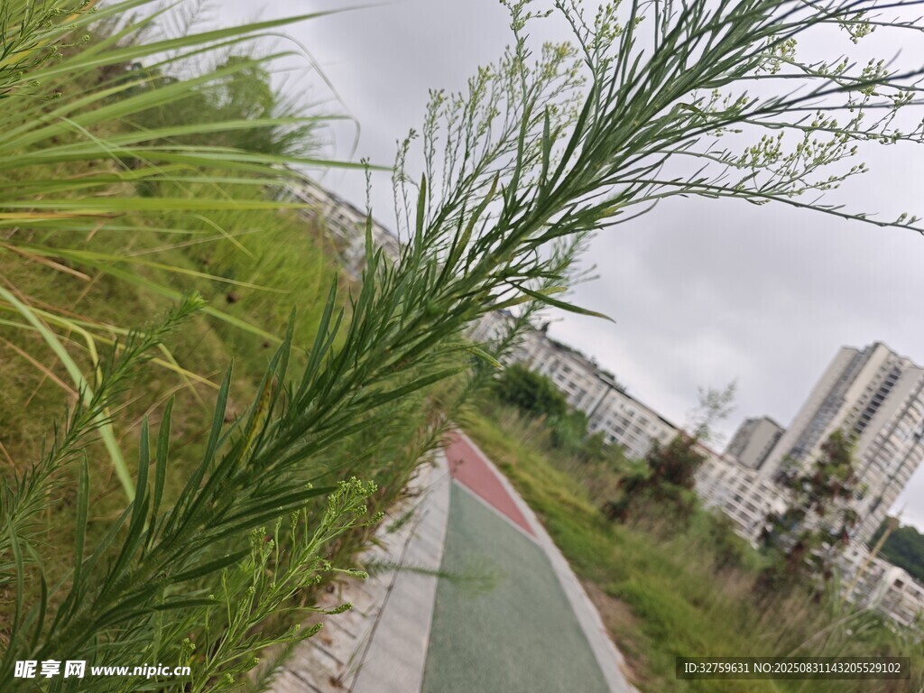 路边翠绿的细长植物