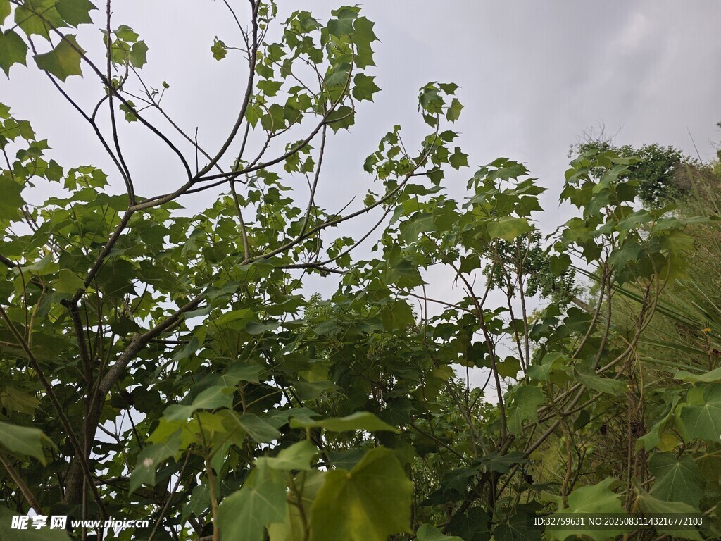 繁茂绿植