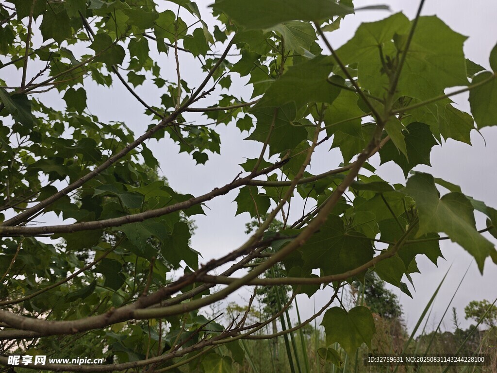 枝叶繁茂的绿色植物