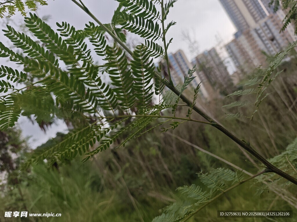 城市中的绿植枝干景象