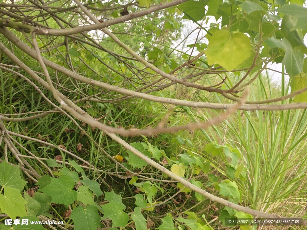 繁茂绿植 