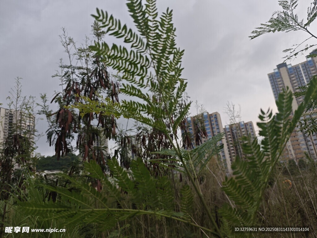 城市中的野生绿植景观