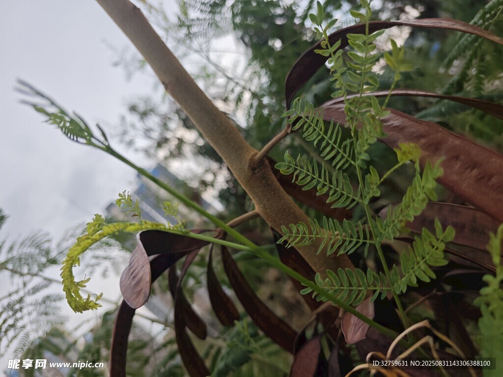 繁茂绿植特写
