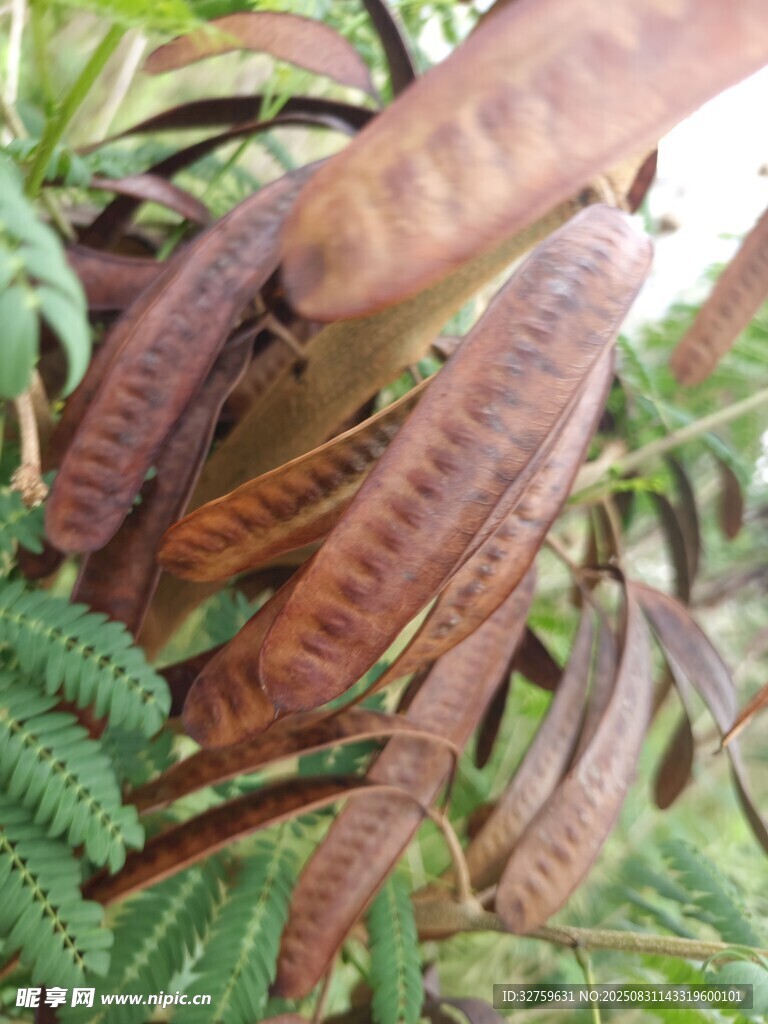 蕨类植物的独特叶片形态