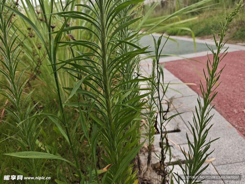 路边茂盛的绿色植物