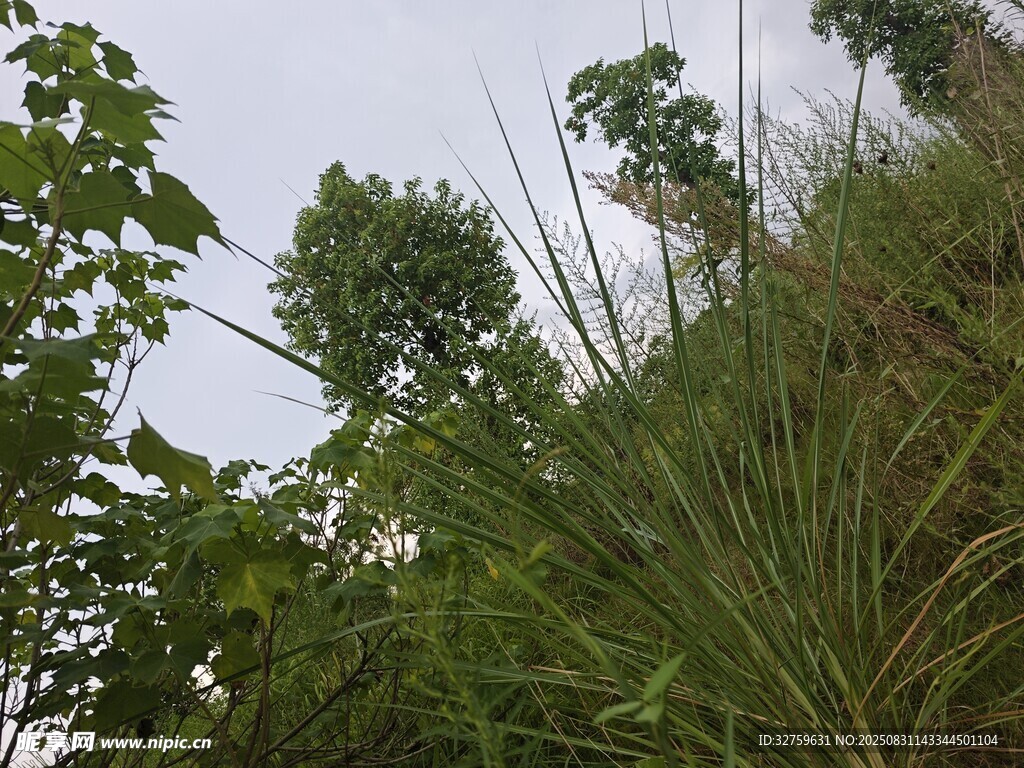 山坡上的繁茂绿植