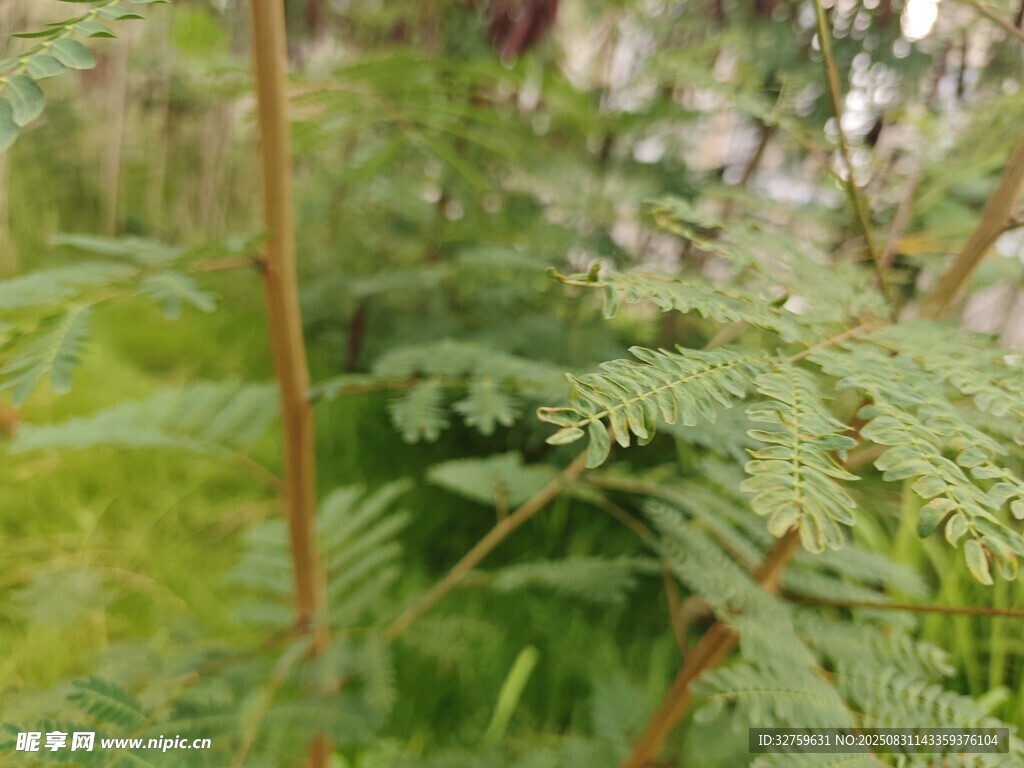翠绿蕨类植物特写