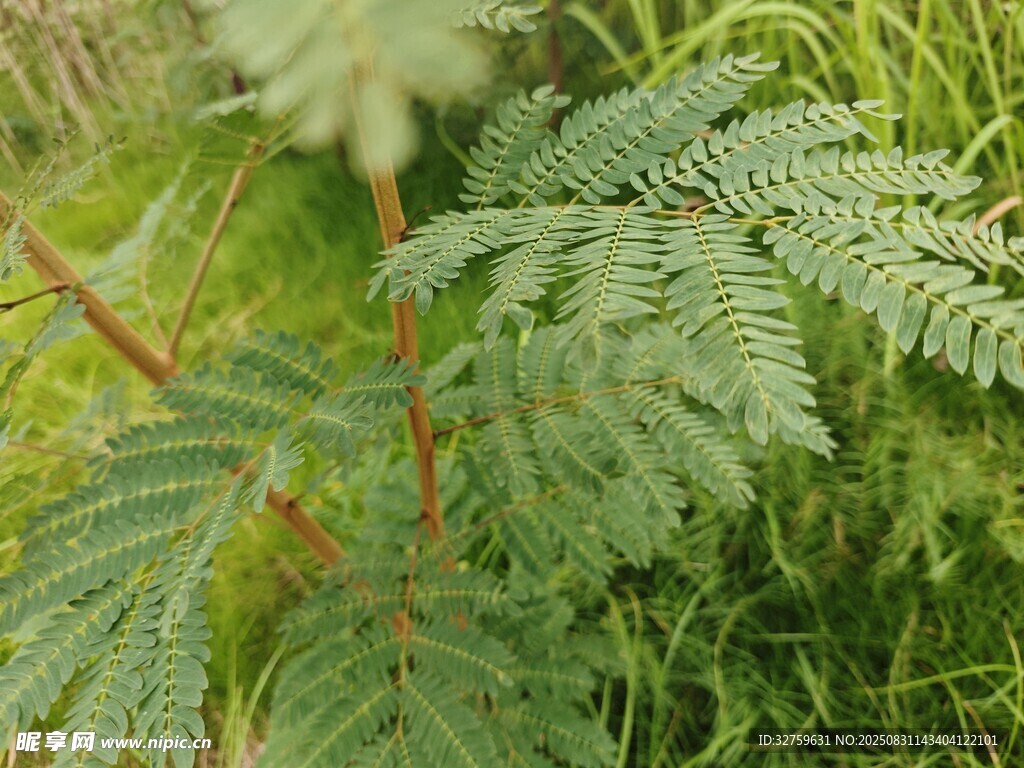 翠绿蕨类植物特写