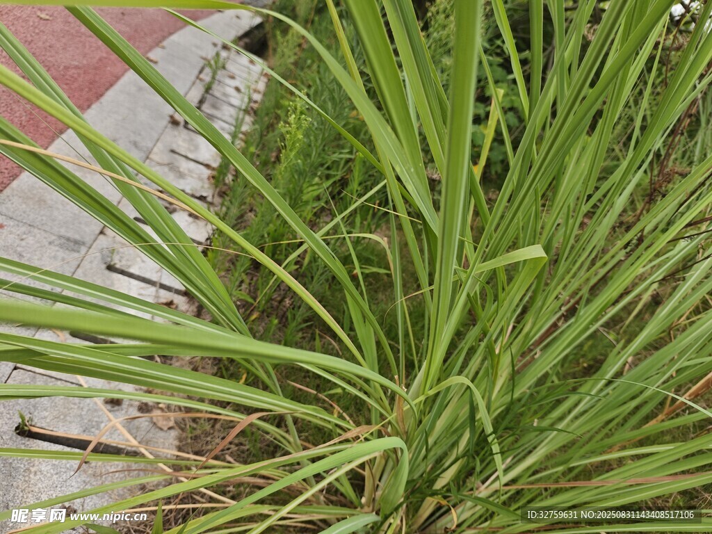 翠绿葱茏的丛生细长草