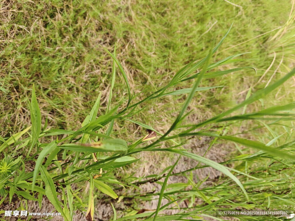 嫩绿草丛特写