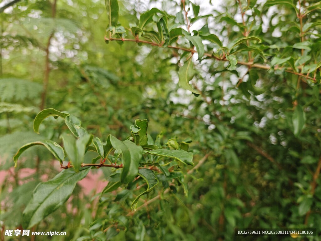 绿意盎然的繁茂植物